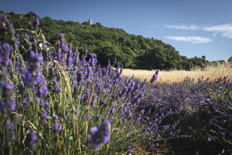 Roynac et faire le plein de chlorophylle dans un coin de paradis - Roynac