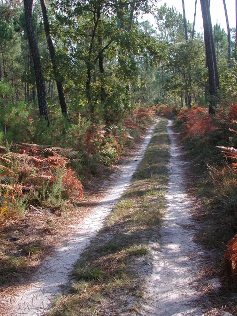 Campet, la seule forêt domaniale du département - Campet