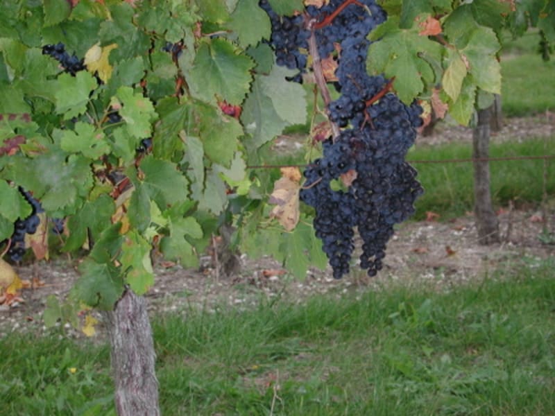 Ambrus, promenade vers le vignoble de Padère - Ambrus