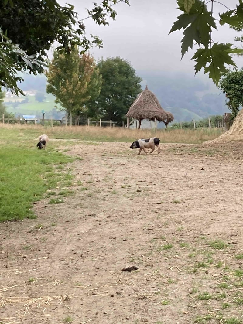 Sentier pédagogique du porc basque et dégustation au sommet - Aldudes