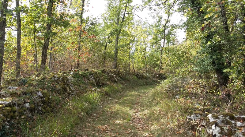 Thézac, escapade dans la forêt du Verdus - Thézac