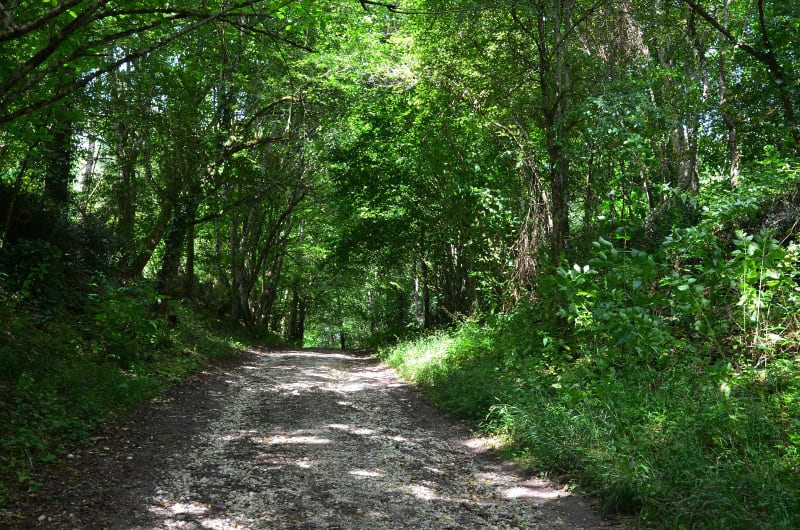 Ambrus, découverte de la forêt - Ambrus
