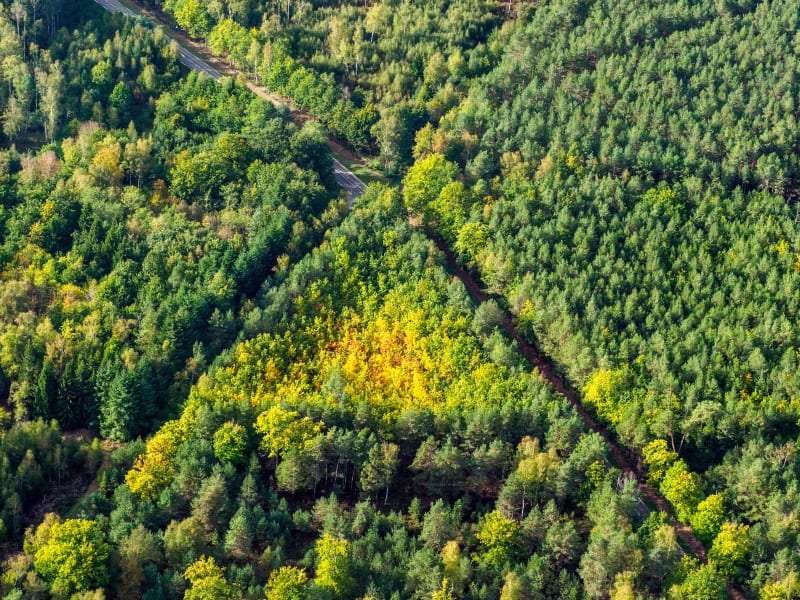 Découverte en famille de la forêt de Dreux et ses habitants - Abondant