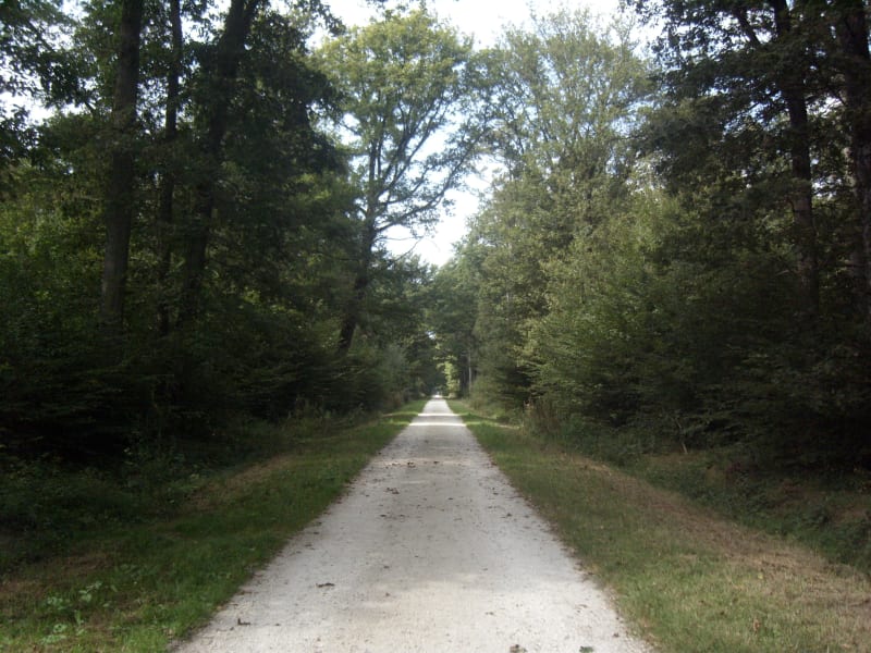 Promenade envoûtante dans la forêt de Malvoisine - Faremoutiers