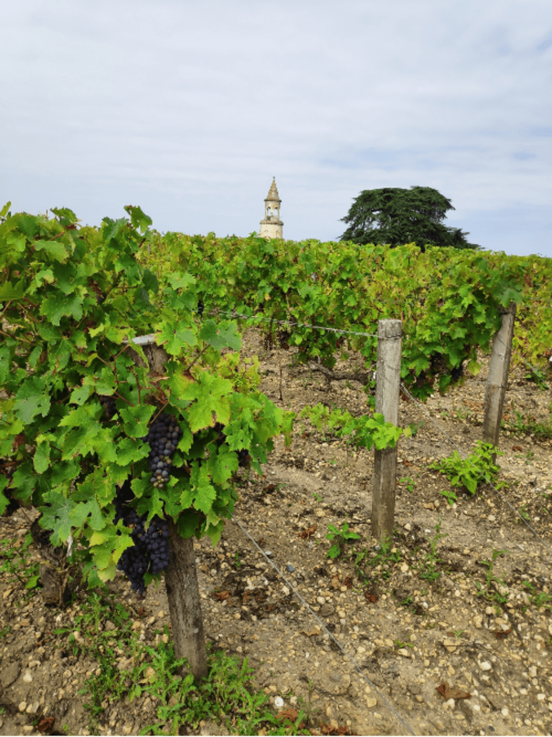 Tournée vraiment Gironde au Château de la Tour de By - Bégadan