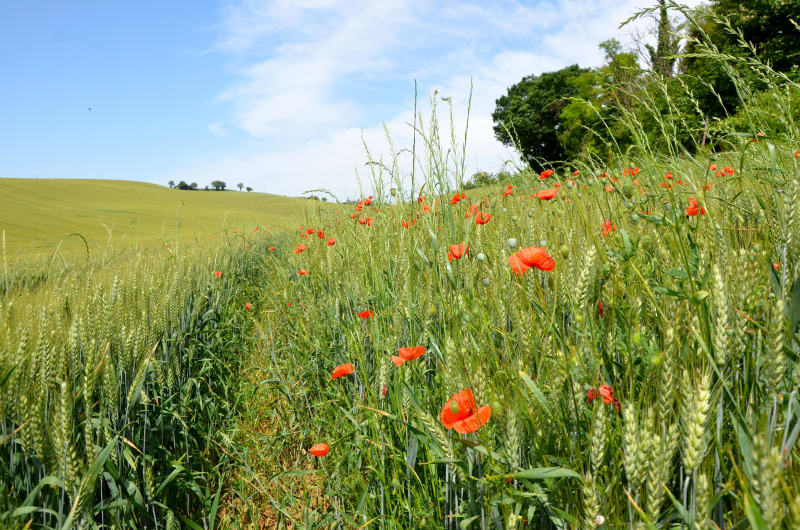 Moncaut, balade sur le mont chauve - Moncaut