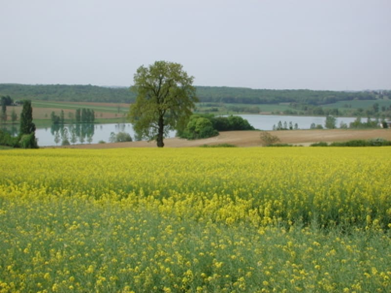 Saint-Vincent-de-Lamontjoie, balade vers le lac de Lambronne - Saint-Vincent-de-Lamontjoie