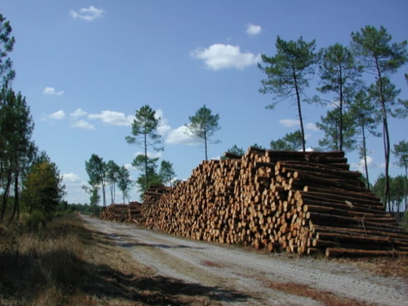 Houeillès, balade en forêt - Houeillès