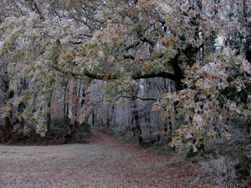 Saint-Léger, entre bois, vignes et vergers de pruniers - Villeneuve-de-Duras