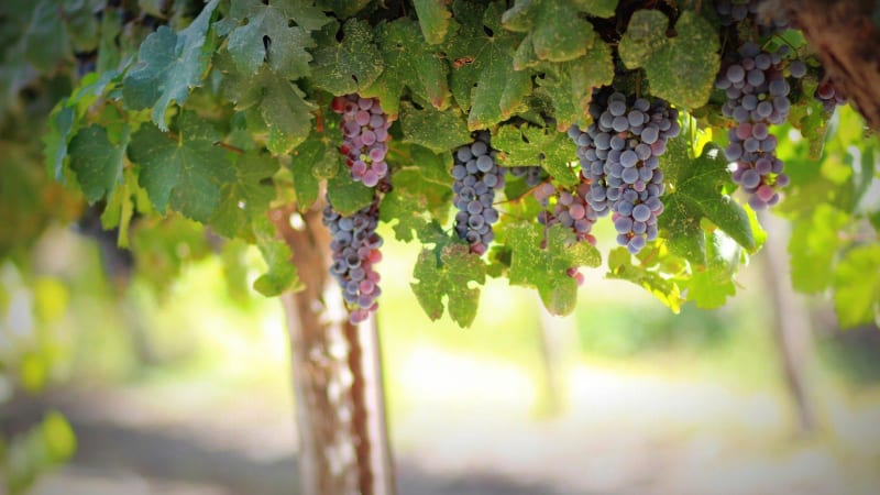 Escapade autour du vignoble de Branceilles - Branceilles