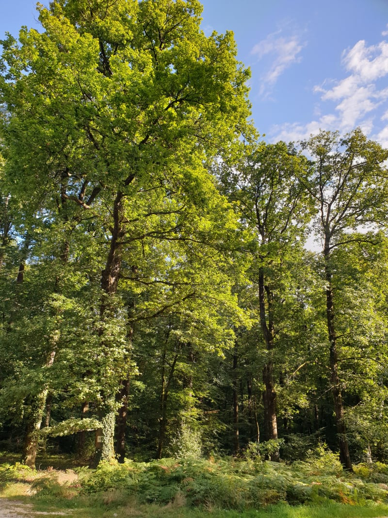 Bain de nature à Allogny et richesse de la faune forestière - Allogny
