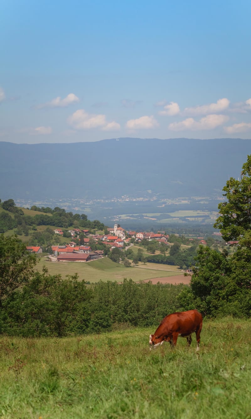 Découverte panoramique de l’alpage du Plan - Beaumont