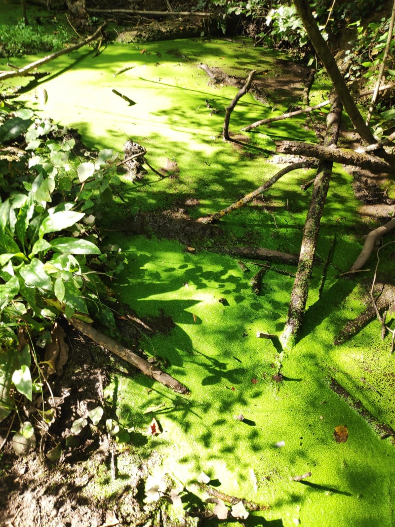 Ramonville-Saint-Agne et balade dans une nature complice - Ramonville-Saint-Agne