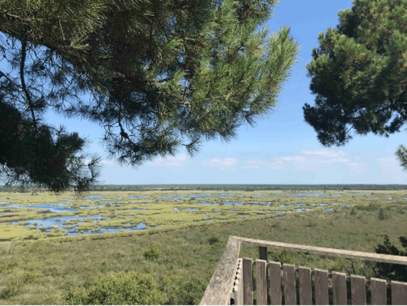 Réserve de l'étang de Cousseau entre faune et panoramas - Marmande, Lacanau