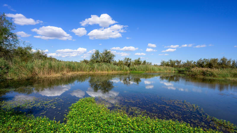 À la découverte sur pilotis de la réserve naturelle du Scamandre - Vauvert