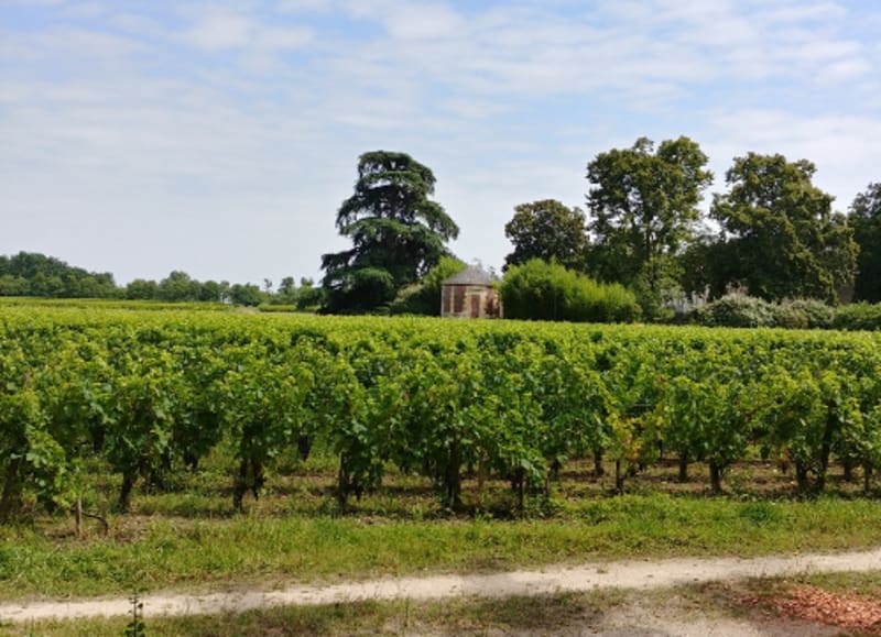 Bois du Burck à Mérignac et GR Bordeaux Métropole - Mérignac