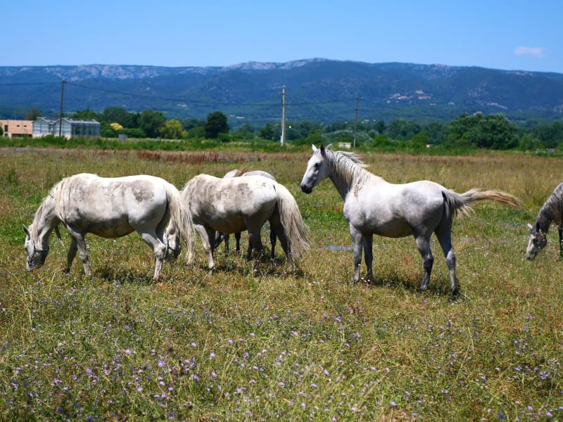 La Roque-d'Anthéron et excursion charmante dans la garrigue - La Roque-d'Anthéron