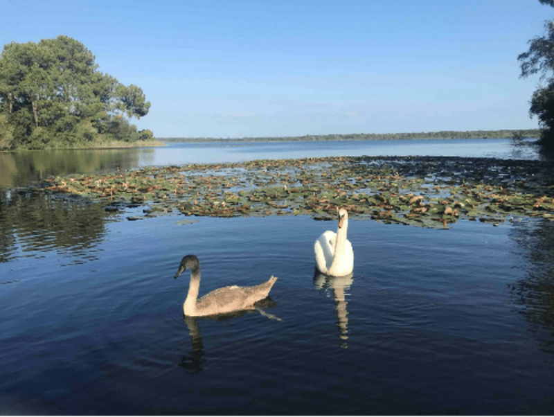 Rives du lac de Lacanau et plaisirs marins, en plus calme - Lacanau