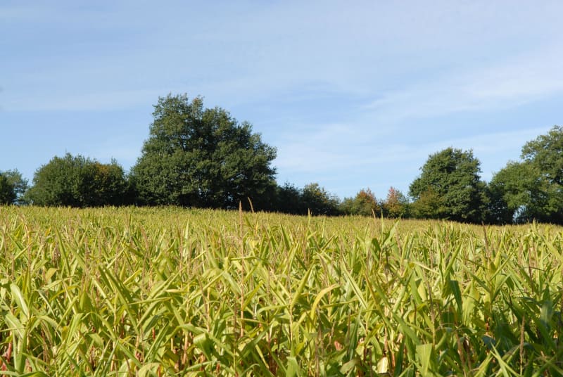 Sainte-Cécile et mettre son grain de selle en Vendée - Sainte-Cécile
