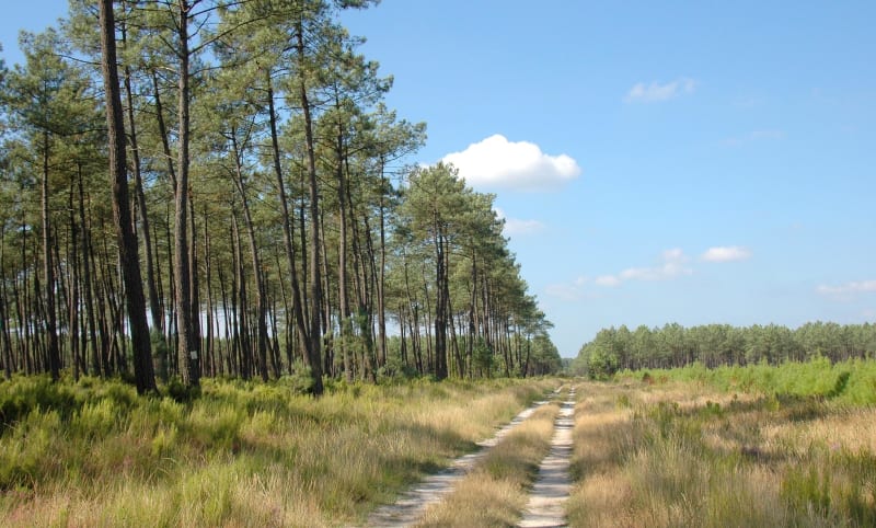 Au fil de la Gouaneyre et sous les bois de Lencouacq - Lencouacq