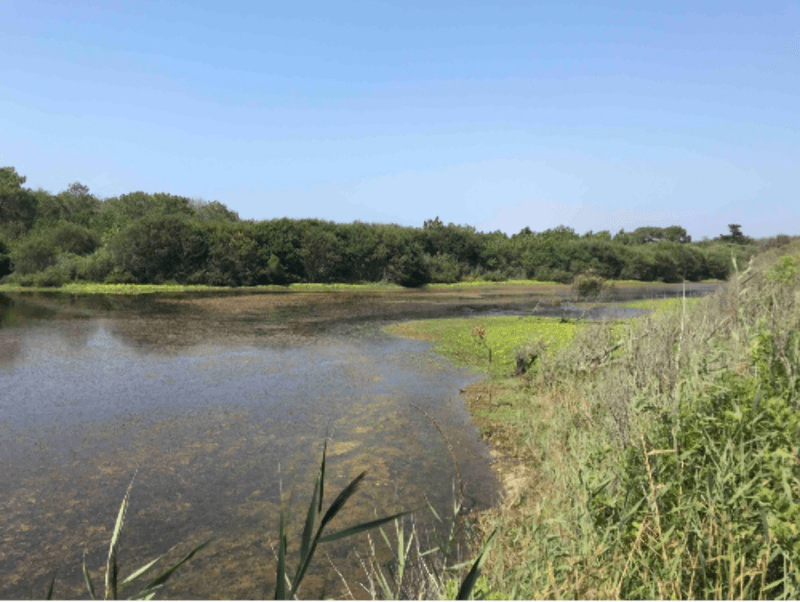 Nature et milieux préservés dans la réserve de la Maillouèyre - Maison Forestière de Leslurgues, Mimizan