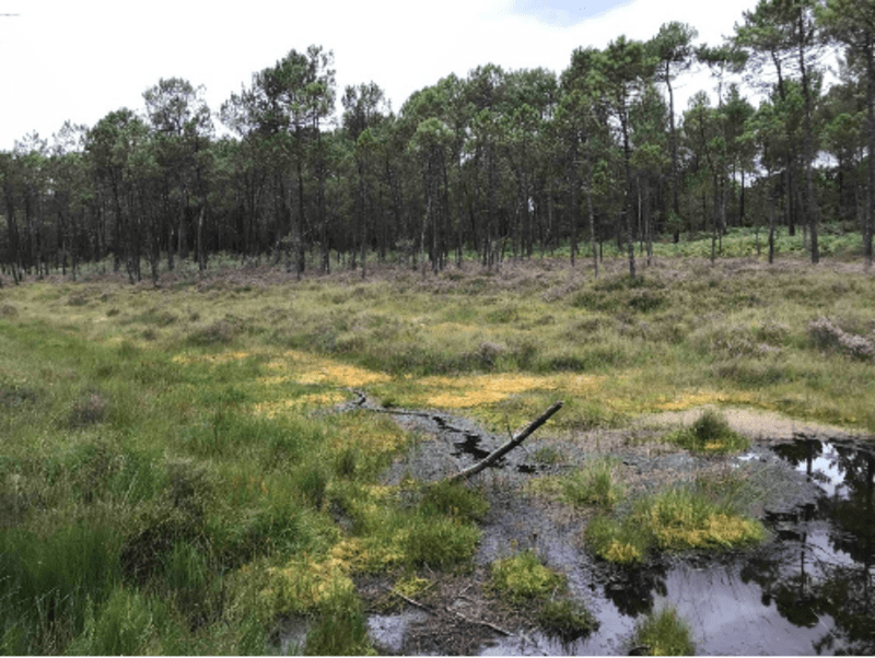 Tourbière de l’Estanque, bombe à biodiversité - Mées