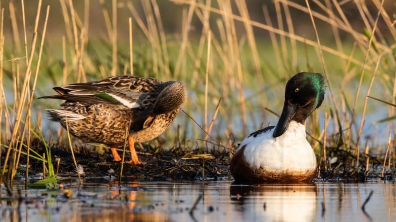 Oiseaux au lac supérieur et pêche à l'étang des Brouillards - Stains
