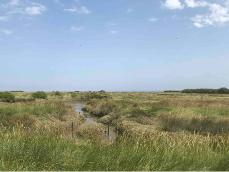 Sentier du littoral, oiseaux et marais du Bassin d'Arcachon - Gujan-Mestras