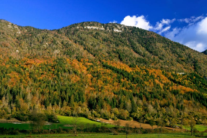 Scialet de Malaterre et bain de forêt à Corrençon-en-Vercors - Corrençon-en-Vercors