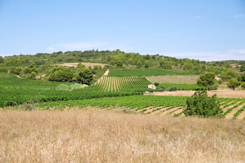 Prendre la clé des champs (de vignes) à Saint-Hippolyte - Saint-Hippolyte-de-Caton