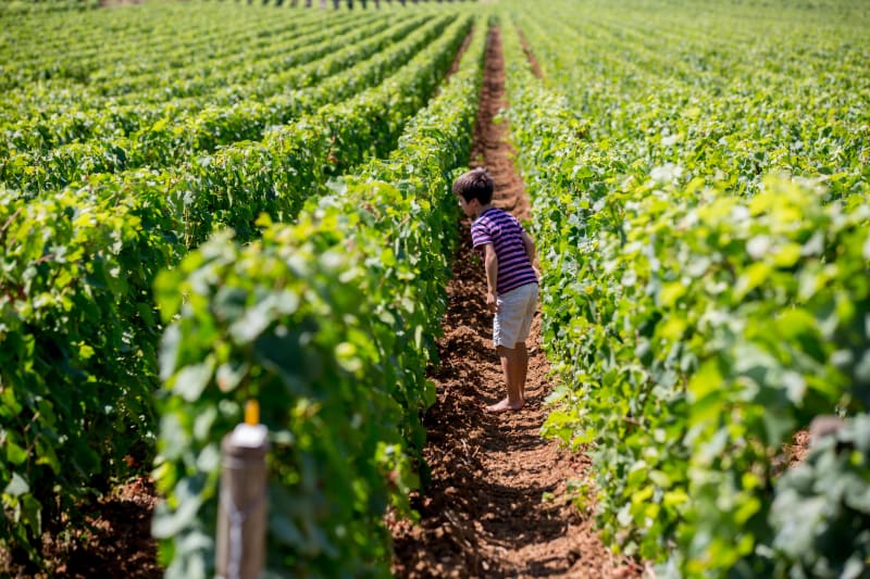 Explorer les vignobles autour de Saint-Etienne-de-l'Olm - Saint-Étienne-de-l'Olm