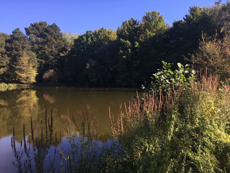 Balade au parc des Gayeulles et dans la campagne alentour - Les Gayeulles, Rennes
