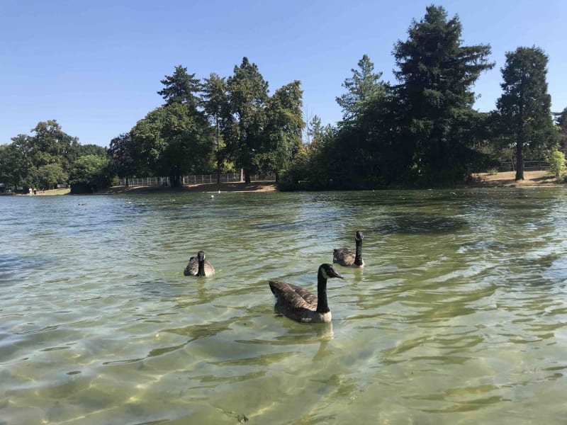 Bois de Boulogne : arbres exotiques et oiseaux aquatiques - Paris XVIe