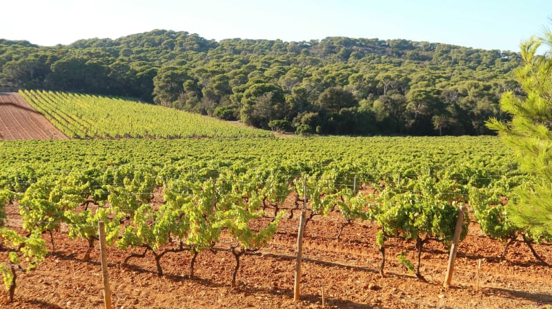 Entre vignes et forêt depuis Pourcieux - Pourcieux