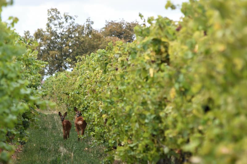 Depuis Flaux, rencontres surprenantes dans les vignes - Flaux