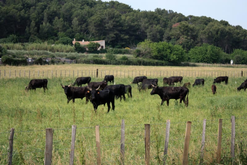 Congénies et balade de rêve dans une commune authentique - Congénies