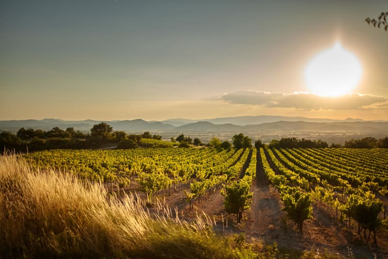 Montfrin, vignes du Gard et rives du Gardon - Montfrin