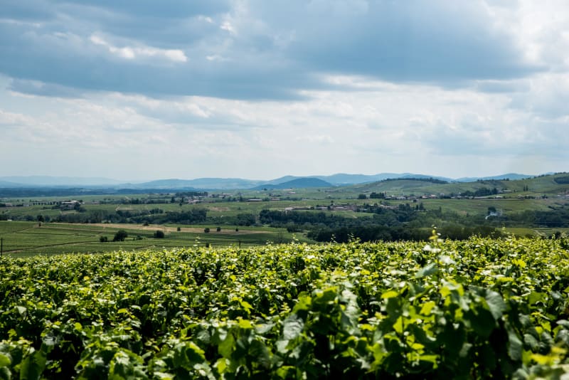 Amour de rando sur les premières hauteurs du Beaujolais - Saint-Amour-Bellevue