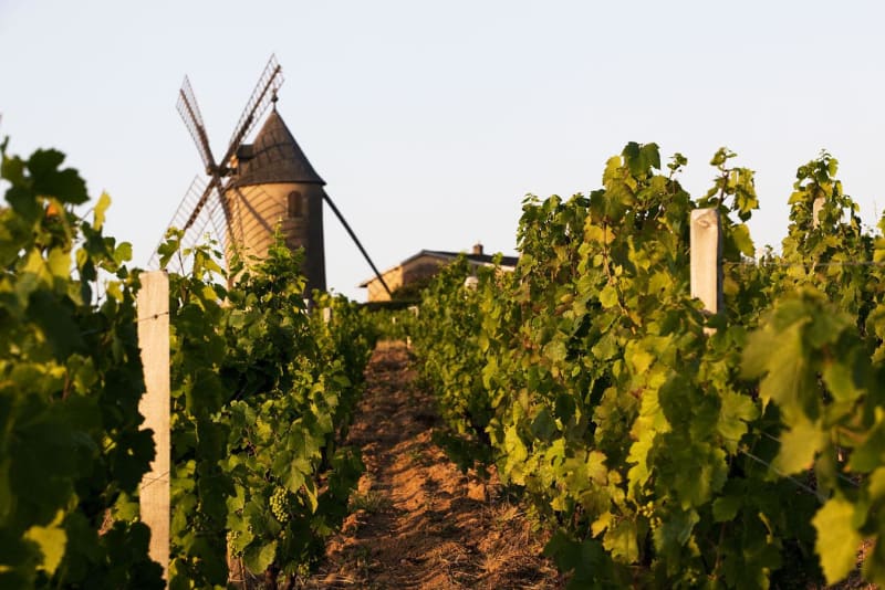 Virée de rêve au cœur du vignoble du Moulin à Vent à Chénas - Chénas