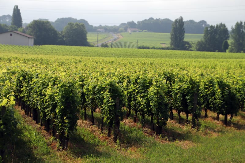 Immersion au cœur des châteaux d'appellation pessac-léognan - Talence