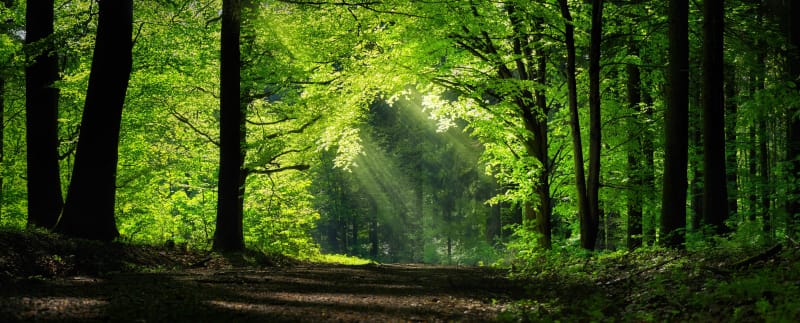 Saint-Laurent-des-Arbres et douce parenthèse forestière - Saint-Laurent-des-Arbres