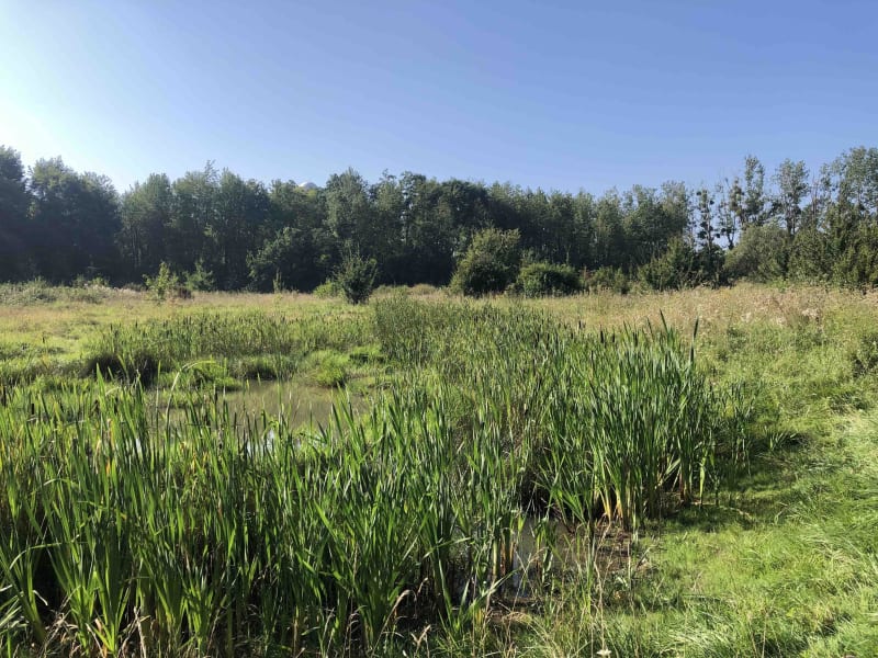 L'imagination au pouvoir en forêt de Palaiseau sur le GR® 655 - Palaiseau