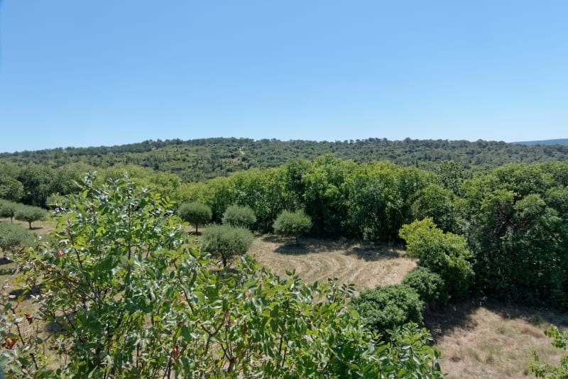Arpaillargues, à travers sarments et frondaisons - Arpaillargues