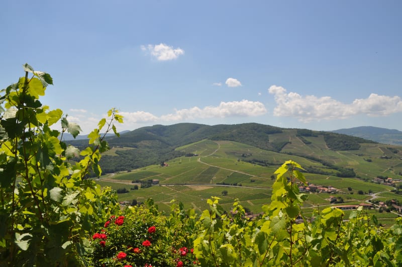 Saint-Jean-d'Ardières : virée à VTC autour du moulin de Cothenet - Belleville-en-Beaujolais