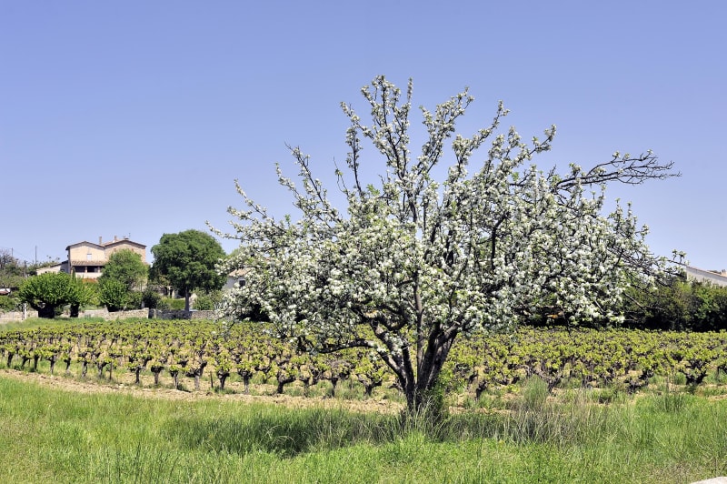 De Saint-Bauzély à Montignargues et balade fruitée - Saint-Bauzély