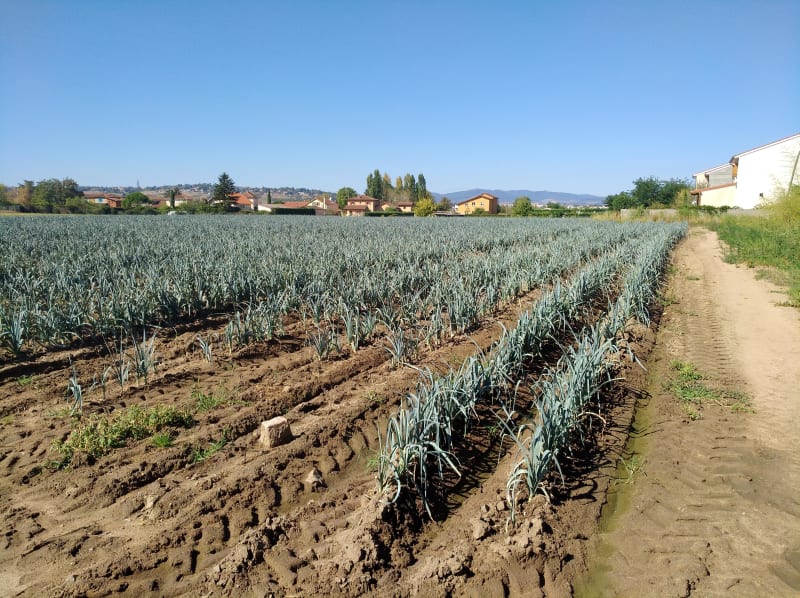 Taponas et sur un air de campagne à Saint-Jean-d'Ardières - Taponas