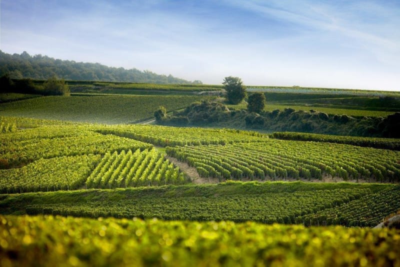 Promenade autour de Baron pour tout savoir sur la vigne - Baron