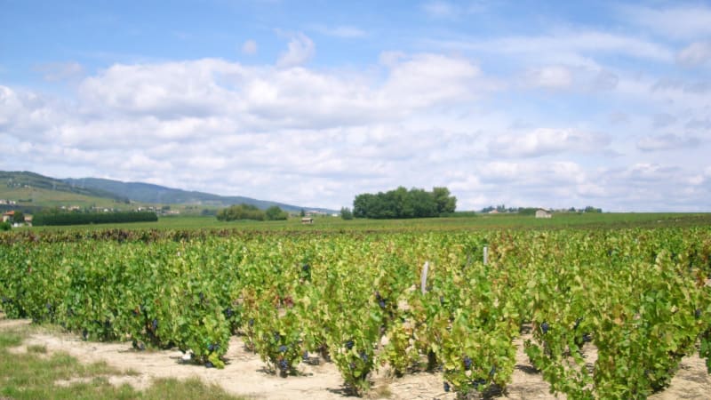 Chénas et panorama de folie depuis la cabane des chasseurs - Chénas