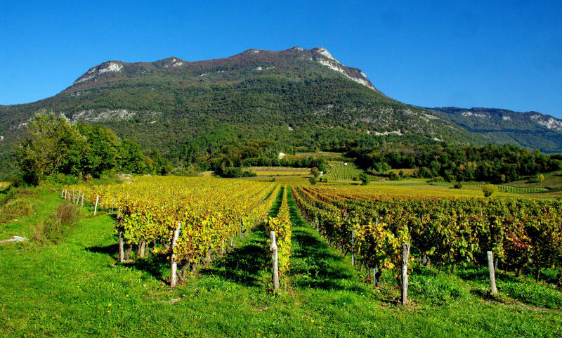 Sur les hauteurs de Jongieux et ses jolies vignes - Jongieux