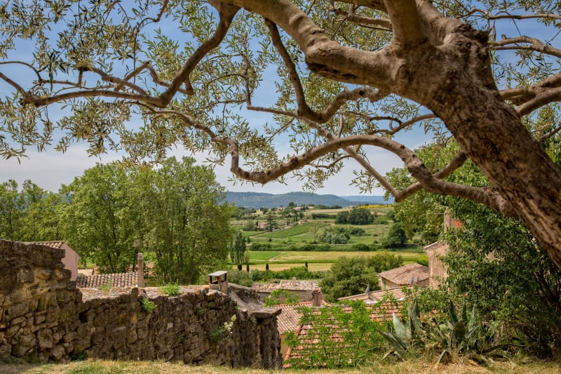 Itinéraire des vignes et oliviers de Cucuron - Cucuron